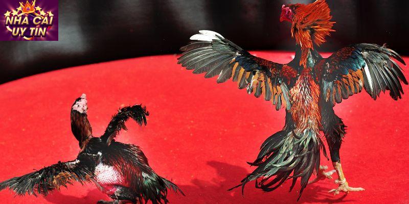 Vì sao nên lựa chọn nhà cái uy tín