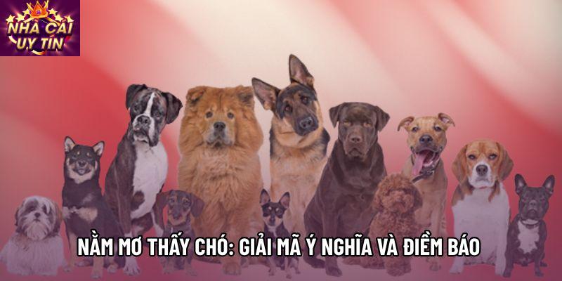 Nằm Mơ Thấy Chó: Giải Mã Ý Nghĩa Và Điềm Báo Thường Gặp