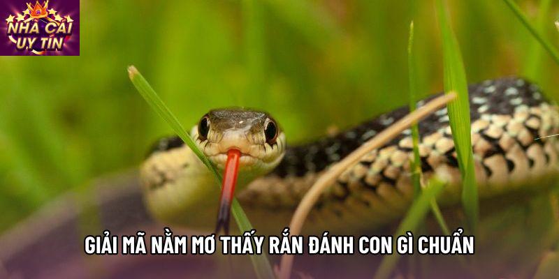 Giải mã nằm mơ thấy rắn đánh con gì chuẩn